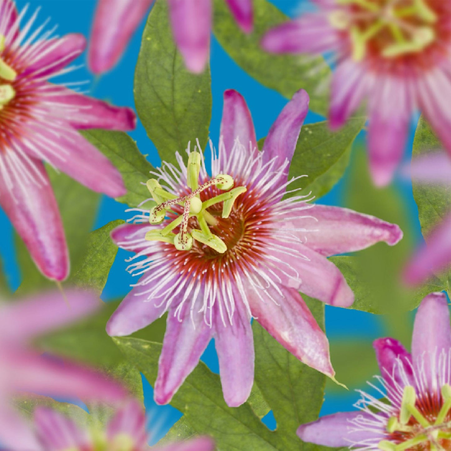 Passionsblume - Passiflora Anastasia - Blume Rosa - Wenig Pflege - 2 Pflanzen - Topf 11cm Höhe 40cm