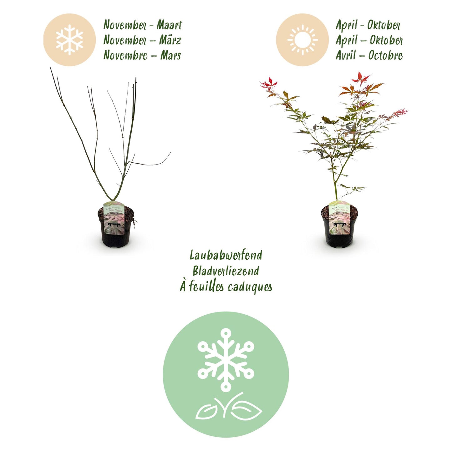 Japanischer Ahorn - Acer palmatum Sumi-nagashi - Rot - 1 Pflanze - Laubabwerfend - Topf 19cm Höhe 70cm