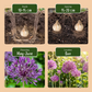 40x Allium Purple Rain - Zierlauch Purple Rain - Lila - Sommerblüher - Zwiebelgröße 10/12