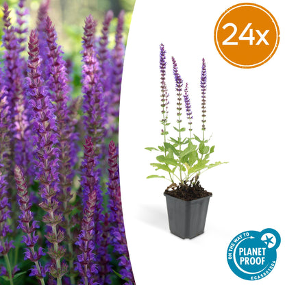 Salvia nemorosa ‘Ostfriesland 24x - ↕10-25cm - Ø9cm