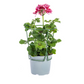 Geranien (Pelargonium peltatum) Mix Ø12 cm - ↕20 cm. 8 Stück