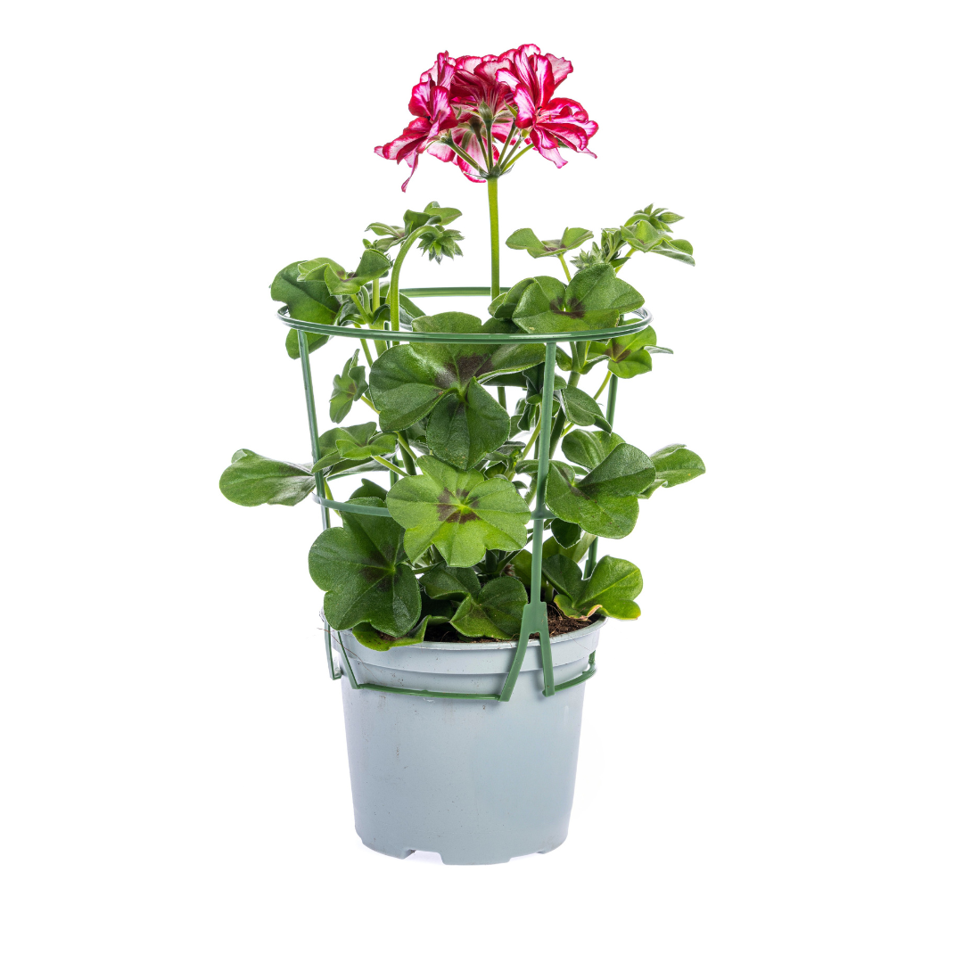 Geranien (Pelargonium peltatum) Mix Ø12 cm - ↕20 cm. 8 Stück