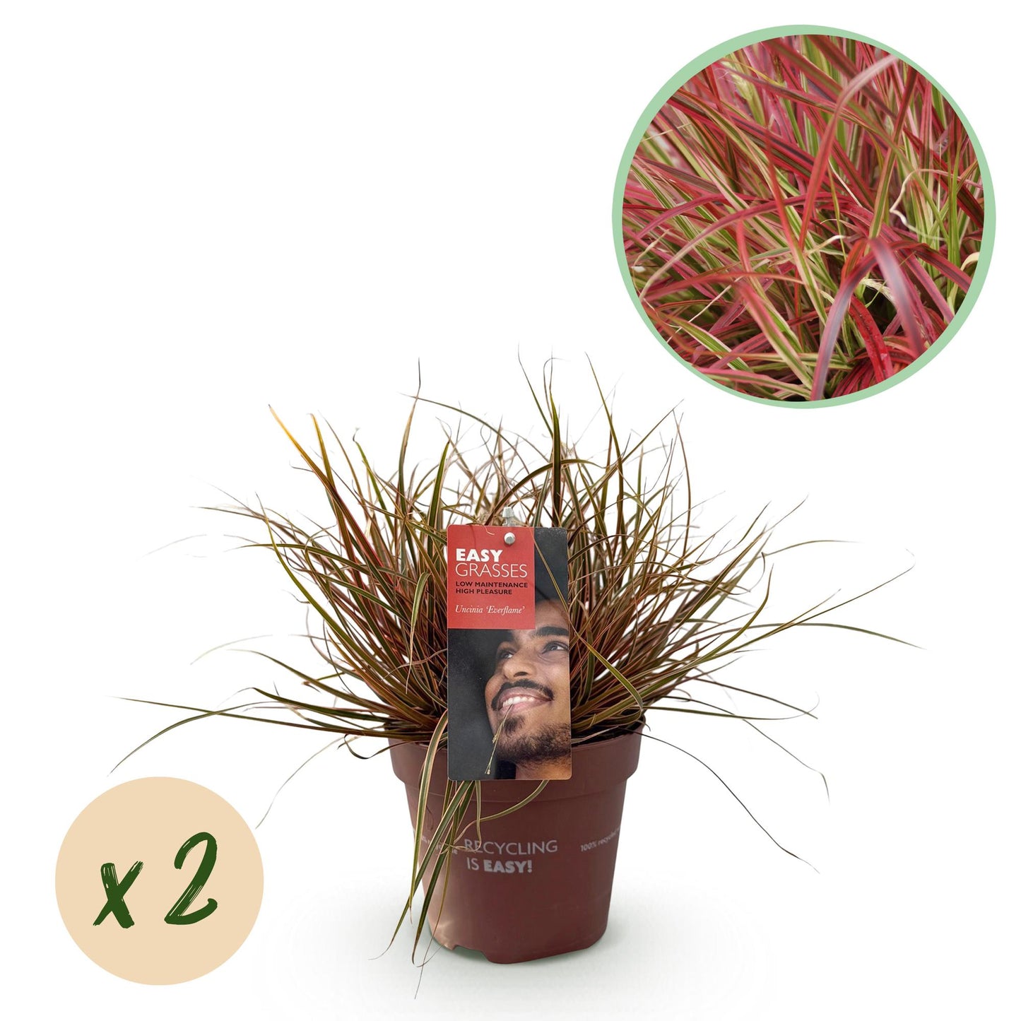 Ziergräser - Uncinia rubra Everflame - Rot - 2 Pflanzen - Immergrün - Wenig Pflege - Topf 17cm Höhe 50cm
