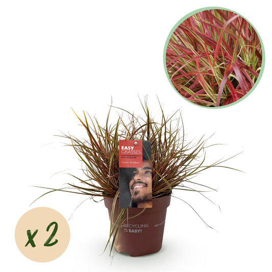Ziergräser - Uncinia rubra Everflame - Rot - 2 Pflanzen - Immergrün - Wenig Pflege - Topf 17cm Höhe 50cm