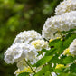 Hortensie - Hydrangea macrophylla Blau - Blüte Weiß - 1 Pflanze - Laubabwerfend - Wenig Pflege - Topf 17cm Höhe 30cm