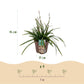 Ziergräser - Carex morrowii Irish Green - Grün & Gelb - 1 Pflanze - Immergrün - Winterhart - Topf 17cm Höhe 50cm