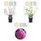 Schmetterlingsstrauch - Buddleja davidii Pink Delight - Winterhart - Rosa - 1 Pflanze - Topf 17cm - Höhe 45cm