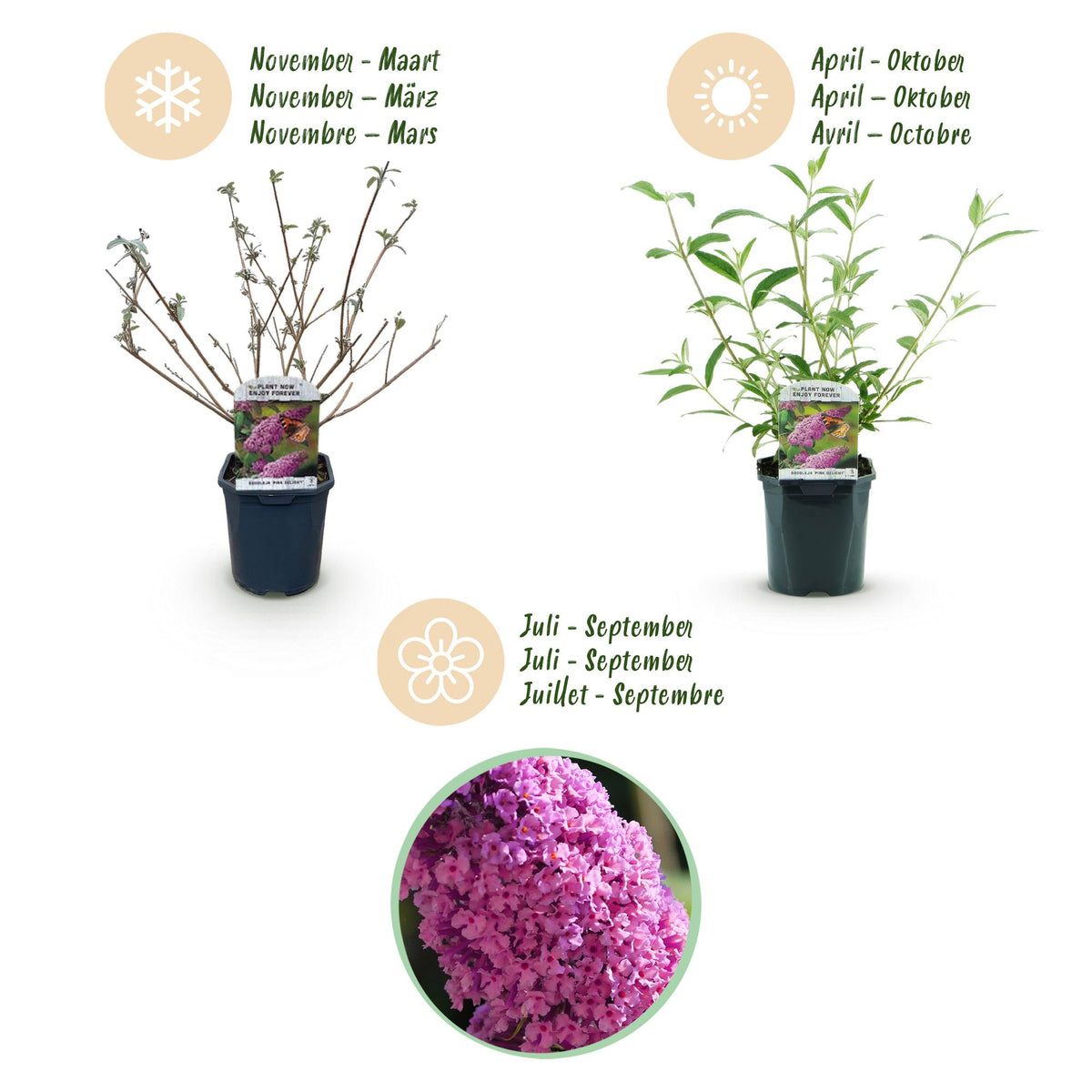 Schmetterlingsstrauch - Buddleja davidii Pink Delight - Winterhart - Rosa - 1 Pflanze - Topf 17cm - Höhe 45cm
