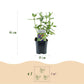 Schmetterlingsstrauch - Buddleja davidii Empire Blue - Hardy - Blue - 3 Plants - Pot 17cm - Height 45cm