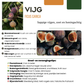 3 x Bio-Feigenbäume – Ø 13 cm – ↨ 20 cm