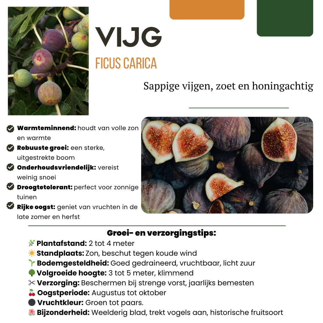 3 x Bio-Feigenbäume – Ø 13 cm – ↨ 20 cm
