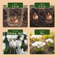 30x Crocus White - Weißer Krokus - Diverses - Verwilderungszwiebel - Zwiebelgröße 7/8