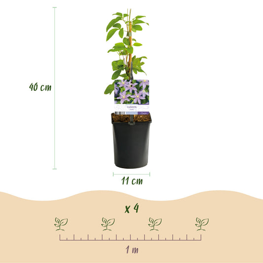 Kletterpflanze - Clematis Justa - Blüte Hellblau - Wenig Pflege - 2 Pflanzen - Topf 11cm Höhe 40cm