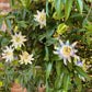 Passionsblume - Passiflora Tricolour - Blüte Rosa Weiß Lila - Wenig Pflege - 3 Pflanzen - Topf 11cm Höhe 40cm