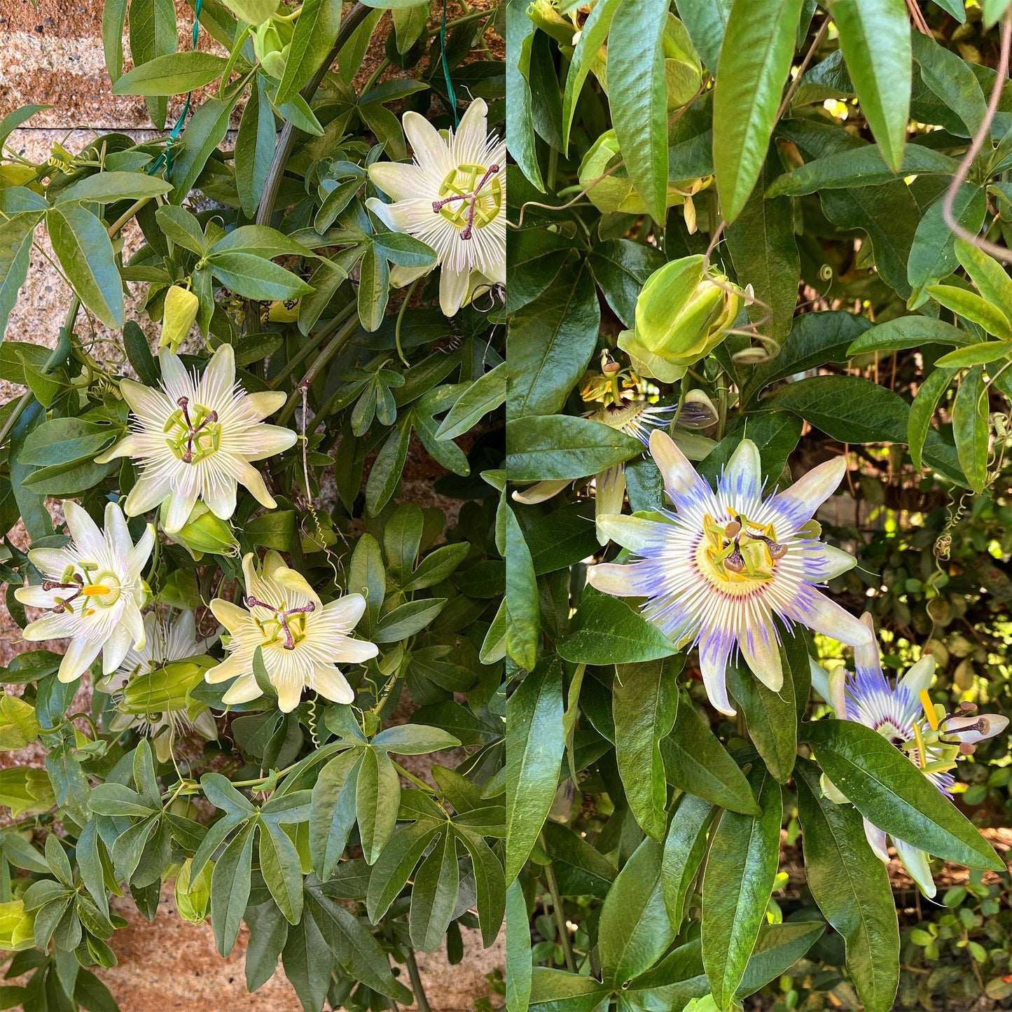 Passionsblume - Passiflora Tricolour - Blüte Rosa Weiß Lila - Wenig Pflege - 3 Pflanzen - Topf 11cm Höhe 40cm