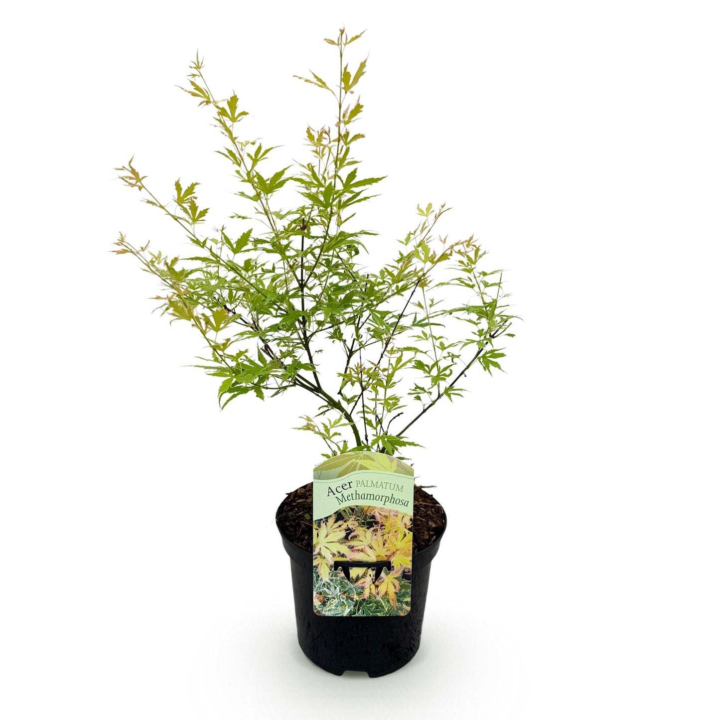 Japanischer Ahorn - Acer palmatum Methamorphosa - Grün - 1 Pflanze - Laubabwerfend - Topf 19cm Höhe 70cm