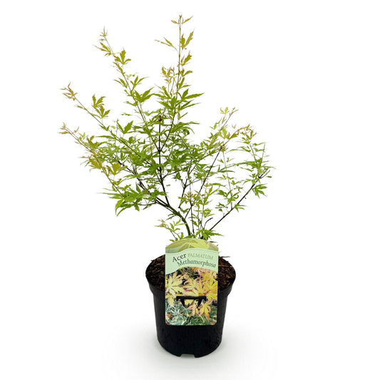 Japanischer Ahorn - Acer palmatum Methamorphosa - Grün - 1 Pflanze - Laubabwerfend - Topf 19cm Höhe 70cm