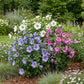 Hibiscus syriacus Tricolour - Blüte Rosa, Weiß und Blau - 3 Pflanzen - Laubabwerfend - Wenig Pflegeaufwand - Topf 17cm Höhe 45cm