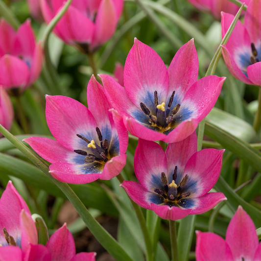 25x Tulipa Little Beauty - Tulpe Little Beauty - Rosa - Frühlingsblüher