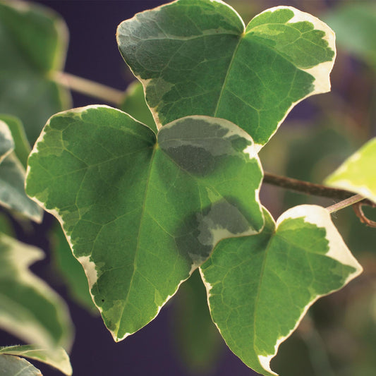 Hedera helix Glacier - Blatt Bunt - Immergrün - 2 Pflanzen - Topf 11cm Höhe 40cm