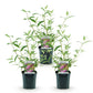 Schmetterlingsstrauch - Buddleja davidii Pink Delight - Hardy - Pink - 3 Plants - Pot 17cm - Height 45cm