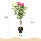 Stamm Pflanze - Hibiscus syriacus Magenta Chiffon® - Terrassen Pflanze - Laubabwerfend - Winterhart - Rosa Blüte - Topf 19cm Höhe 90cm
