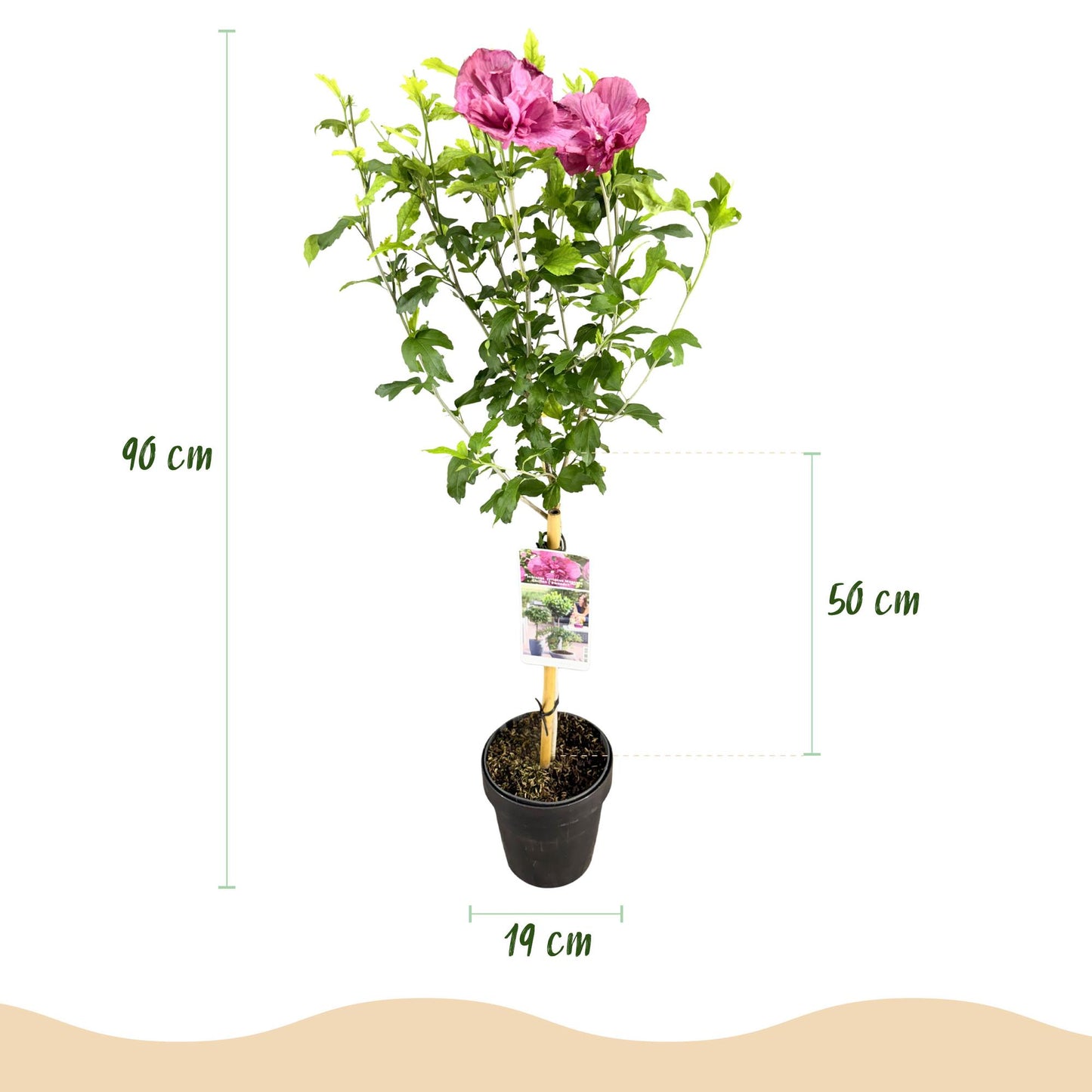 Stamm Pflanze - Hibiscus syriacus Magenta Chiffon® - Terrassen Pflanze - Laubabwerfend - Winterhart - Rosa Blüte - Topf 19cm Höhe 90cm