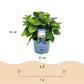 Hortensie - Hydrangea Magical Revolution Blue - Blau - 6-10 Blumen - Topf 23cm Höhe 55cm