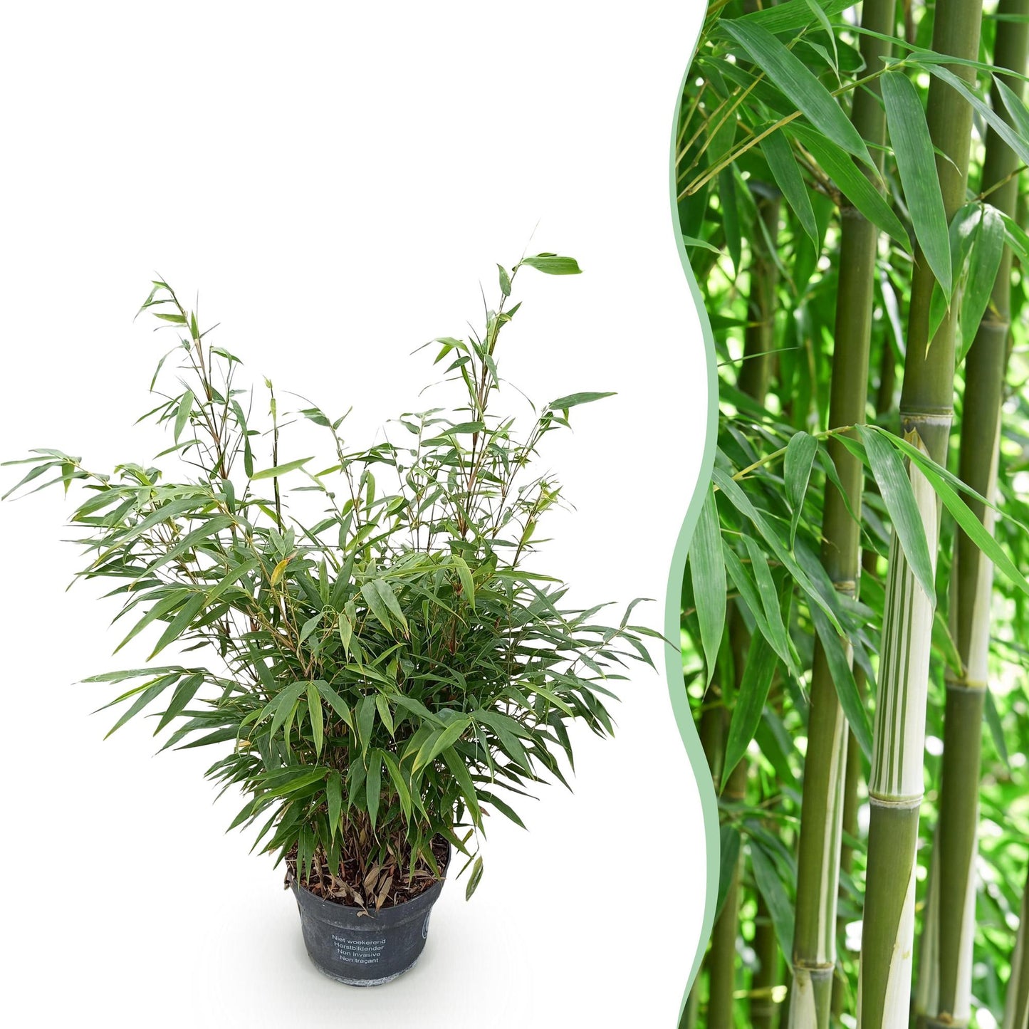 Gräser - Fargesia robusta Pingwu - Bambus - Nicht Wuchernd - Grün - 1 Pflanze - Topf 23 cm - Höhe 80 cm