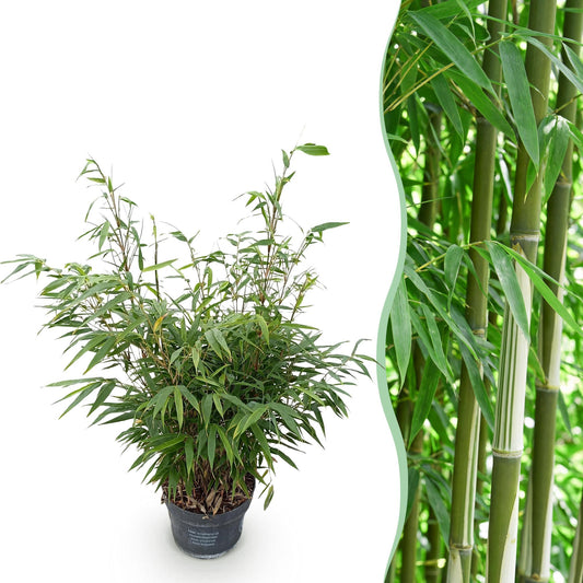 Gräser - Fargesia robusta Pingwu - Bambus - Nicht Wuchernd - Grün - 1 Pflanze - Topf 23 cm - Höhe 80 cm