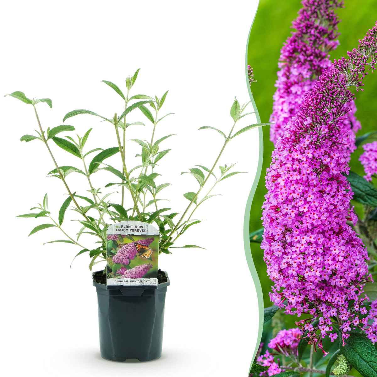 Schmetterlingsstrauch - Buddleja davidii Pink Delight - Winterhart - Rosa - 1 Pflanze - Topf 17cm - Höhe 45cm