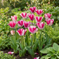 24x Tulipa Mata Hari - Mata Hari tulip - Pink and White - Spring bloomer