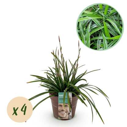 GreenboutiQ - Ziergräser - Carex morrowii Irish Green - Grün & Gelb - 4 Pflanzen - Immergrün - Pflegeleicht - Topf 17cm Höhe 50cm