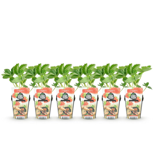 Obstpflanzen - Erdbeere - Fragaria Elvira - Winterhart - 6 Pflanzen - Topf 9 cm - Rote Erdbeere