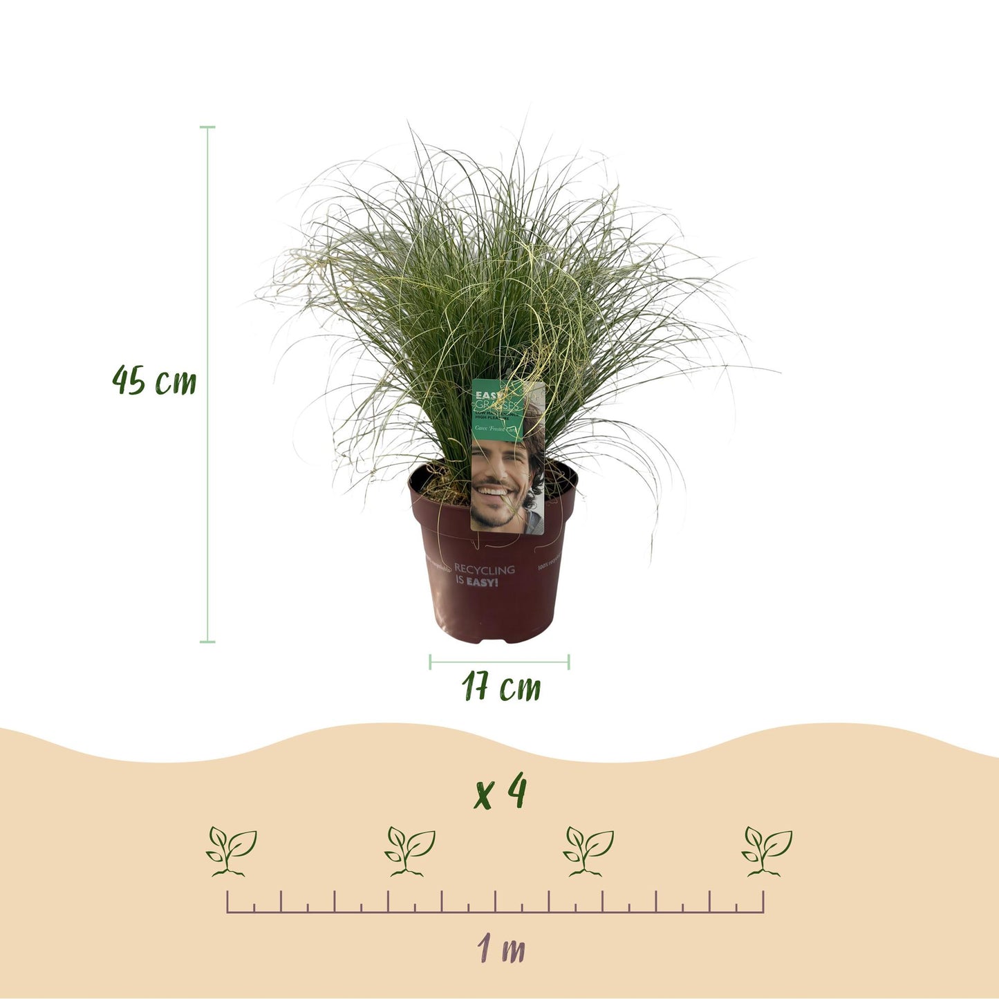 Ziergräser - Carex comans Frosted Curls - Grün - 1 Pflanze - Immergrün - Winterhart - Topf 17cm Höhe 50cm