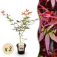 Japanischer Ahorn - Acer palmatum Sumi-nagashi - Rot - 2 Pflanzen - Laubabwerfend - Topf 19cm Höhe 70cm