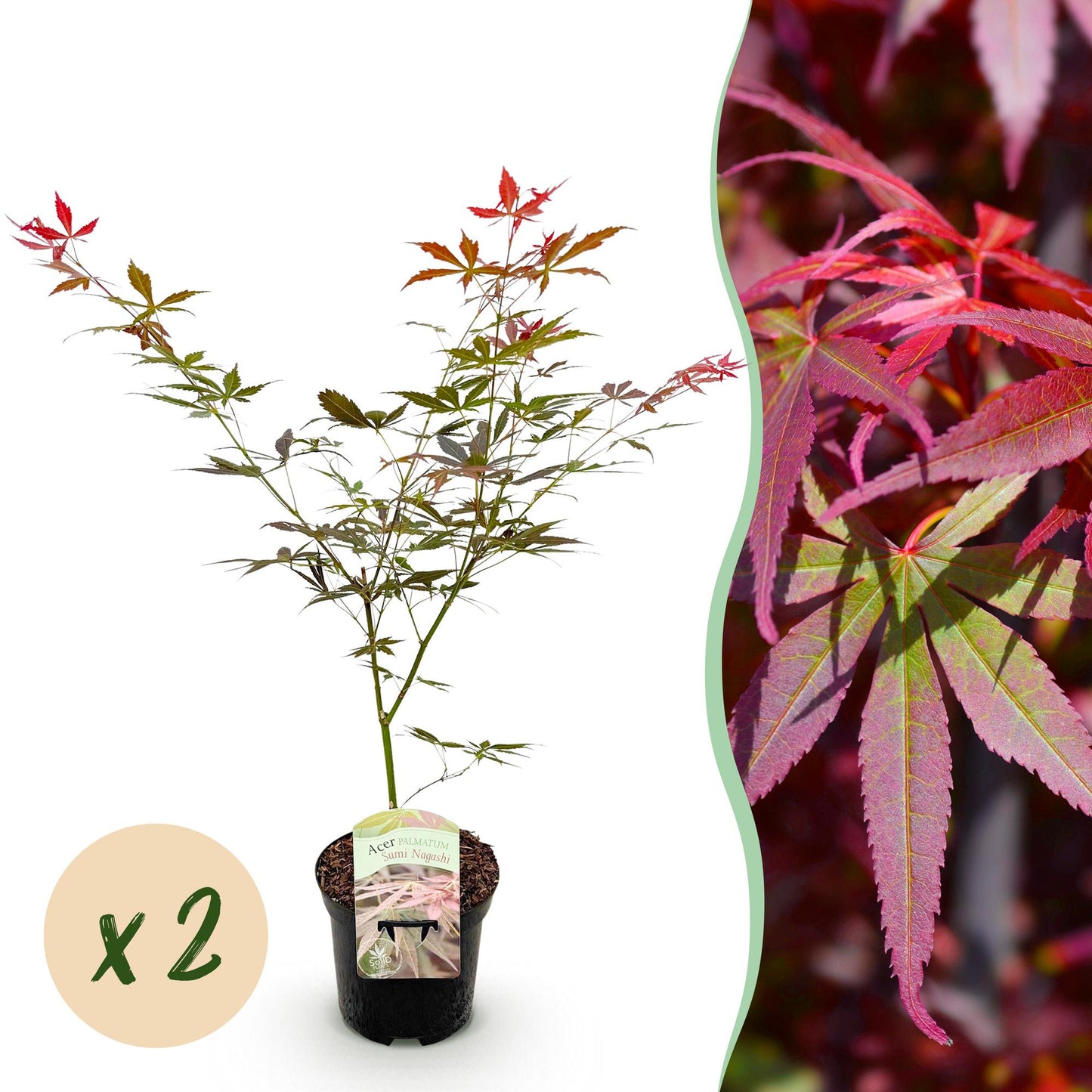 Japanischer Ahorn - Acer palmatum Sumi-nagashi - Rot - 2 Pflanzen - Laubabwerfend - Topf 19cm Höhe 70cm