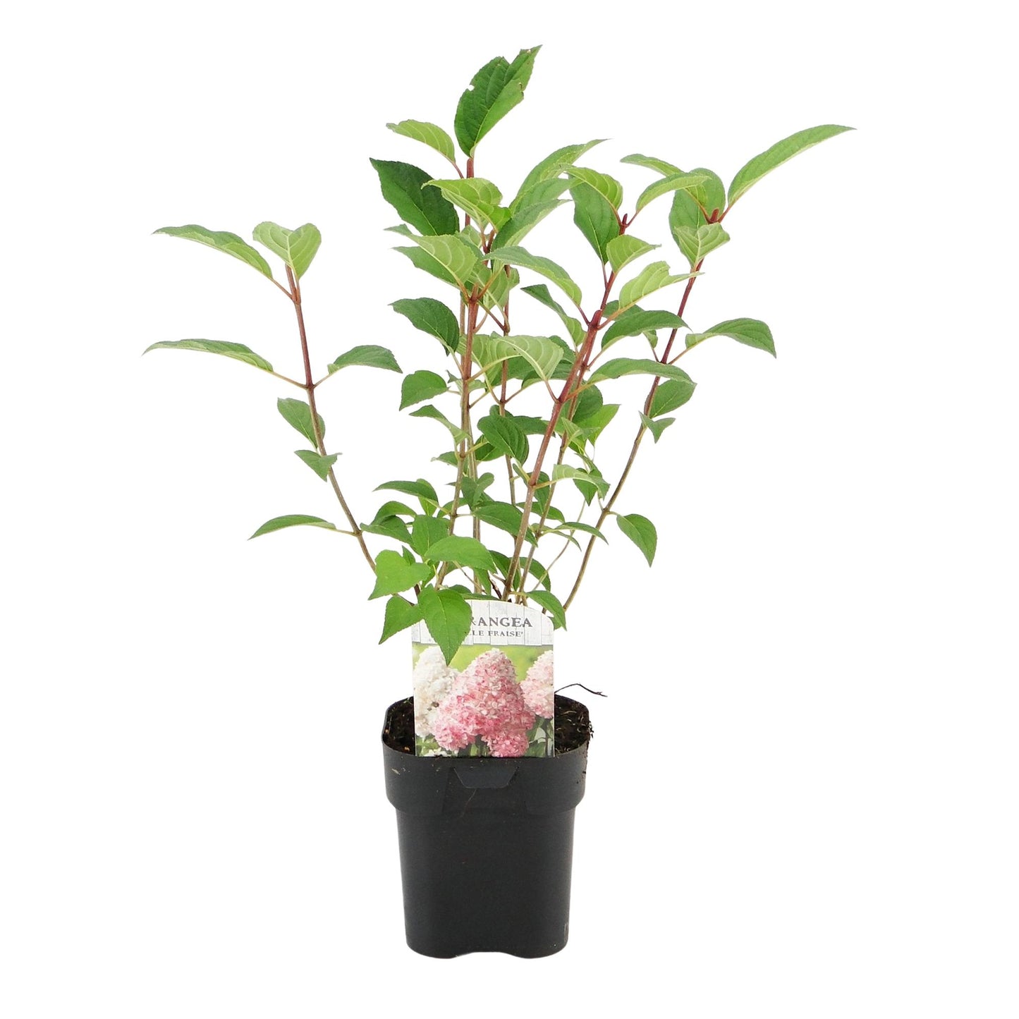 Rispenhortensie - Hydrangea panniculata Vanille Fraise - Blüte Weiß Rosa - 3 Pflanzen 1 m² - Laubabwerfend - Große Blüten - Topf 17cm Höhe 50cm
