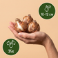 35x Bulb Dry Garden - Trockengarten-Zwiebeln - Diverses - Sommerblüher - Zwiebelgröße 10/12