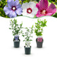 Hibiscus syriacus Tricolour - Blüte Rosa, Weiß und Blau - 3 Pflanzen - Laubabwerfend - Wenig Pflegeaufwand - Topf 17cm Höhe 45cm