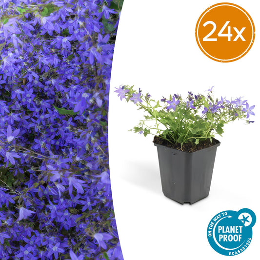 Campanula poscharskyana 'Stella' - ↕10-25cm - Ø9cm, 24x