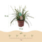 Ziergräser - Carex oshimensis Intense Green - Grün - 2 Pflanzen - Immergrün - Wenig Pflege - Topf 17cm Höhe 50cm