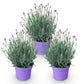 Lavandula angustifolia Munstead - Lavendel - Winterhart - Lila - 3 Pflanzen - Topf 12cm - Höhe 15-25cm