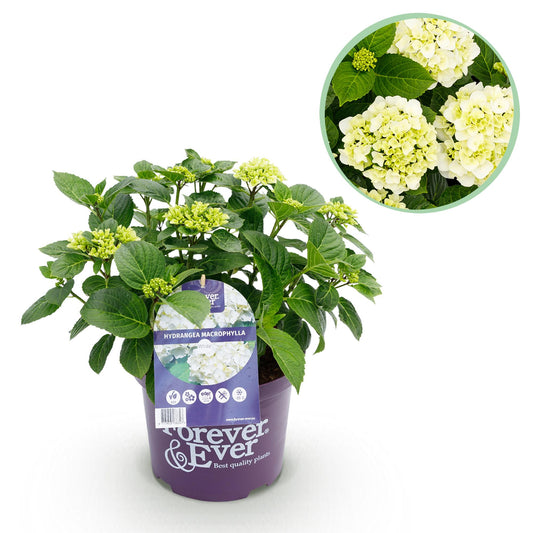 Balkonpflanze - Hortensie - Hydrangea Forever & Ever - Weiß - 7-12 Blüten - Topf 23cm Höhe 55cm