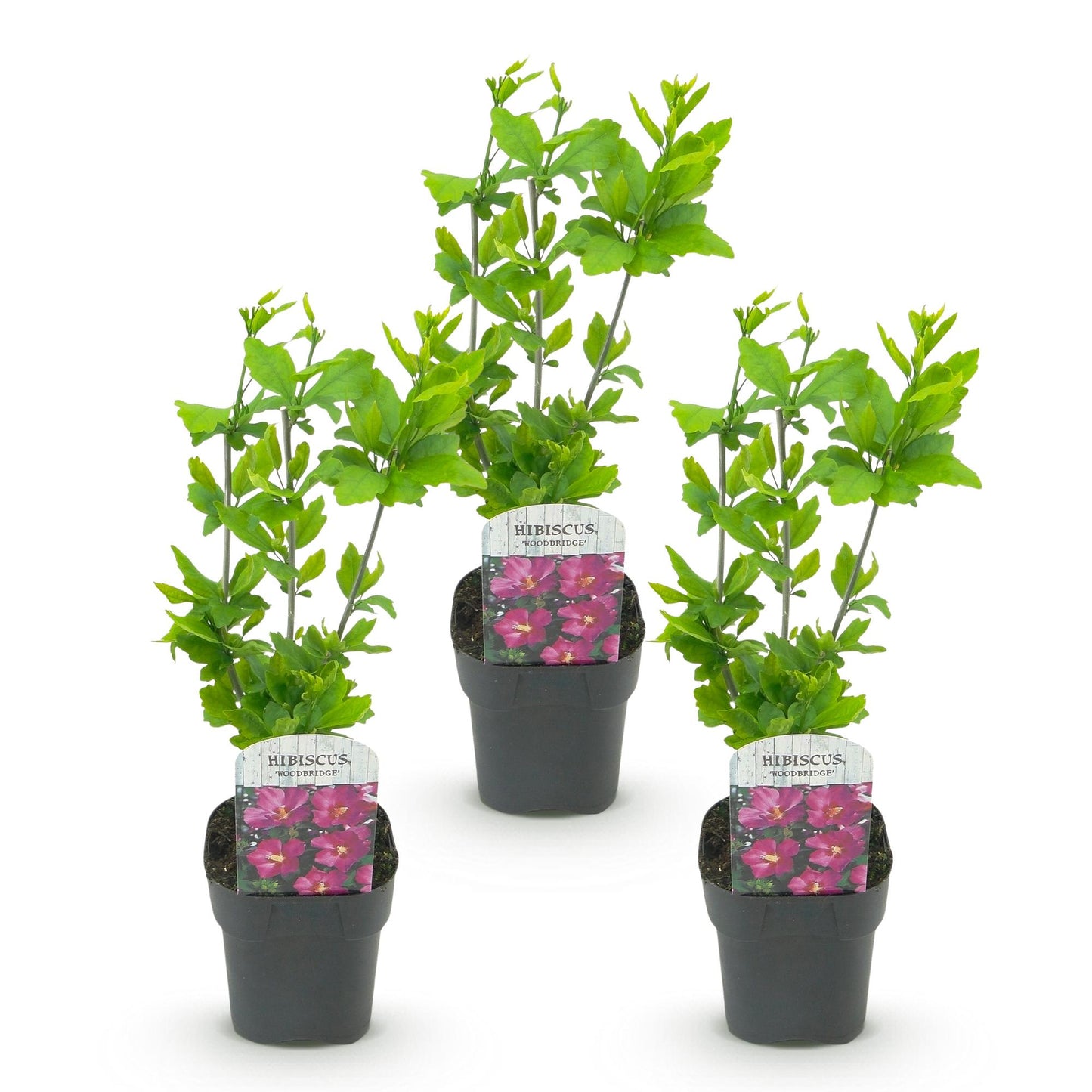 Hibiscus syriacus Woodbridge - Garden Hibiscus - Hardy - Pink - 3 Plants - Pot 17cm - Height 45cm