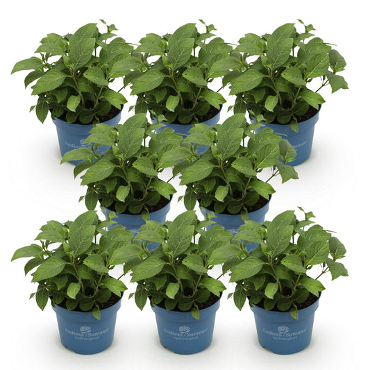 Hydrangea Endless Summer The Bride - Hortensie - Winterhart - Weiß - 8 Pflanzen - Topf 14cm - Höhe 20-25cm
