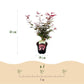 Japanischer Ahorn - Acer palmatum Shaina - Rot - 1 Pflanze - Laubabwerfend - Topf 19cm Höhe 70cm
