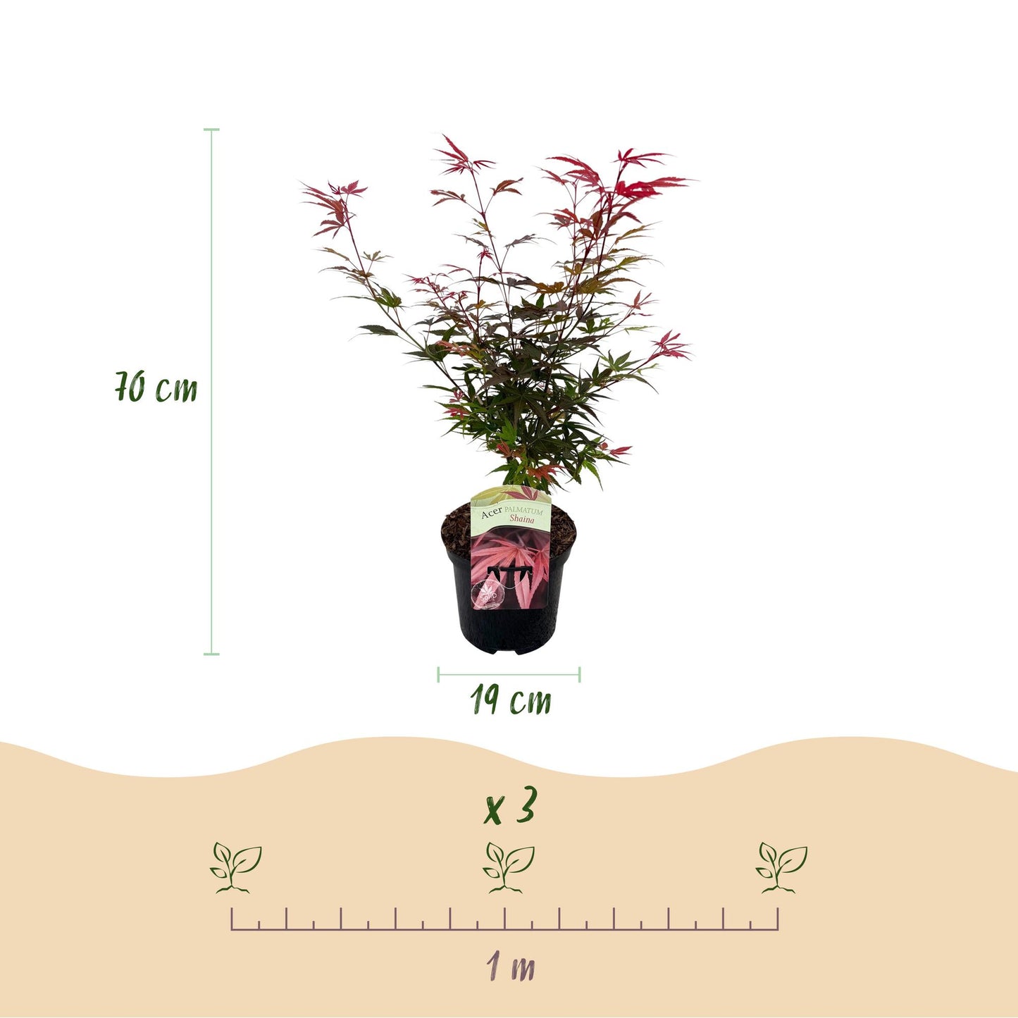 Japanischer Ahorn - Acer palmatum Shaina - Rot - 1 Pflanze - Laubabwerfend - Topf 19cm Höhe 70cm