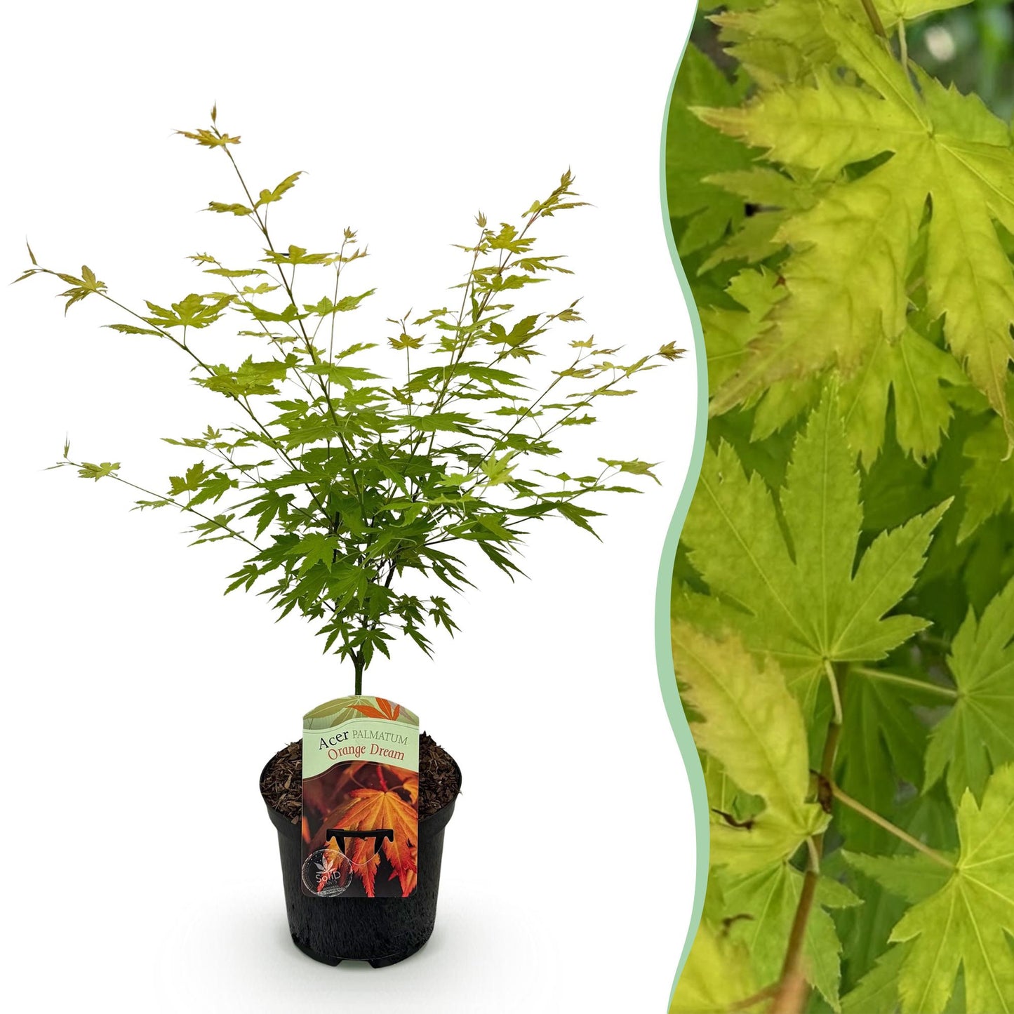 Japanischer Ahorn - Acer palmatum Orange Dream - Orange - 1 Pflanze - Laubabwerfend - Topf 19cm Höhe 70cm