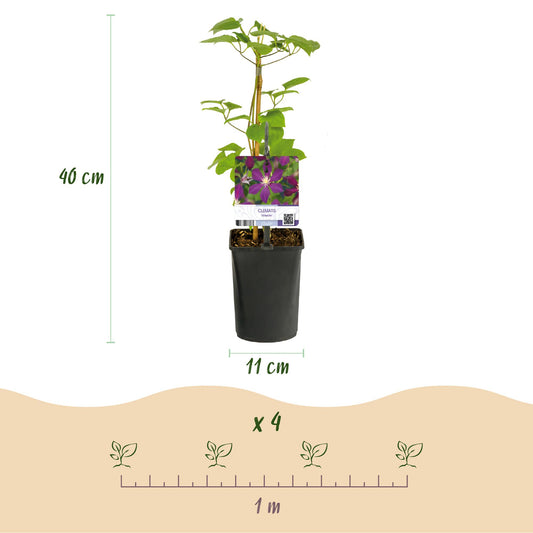 Kletterpflanze - Clematis Mikelite - Blüte Lila - Wenig Pflege - 2 Pflanzen - Topf 11cm Höhe 40cm